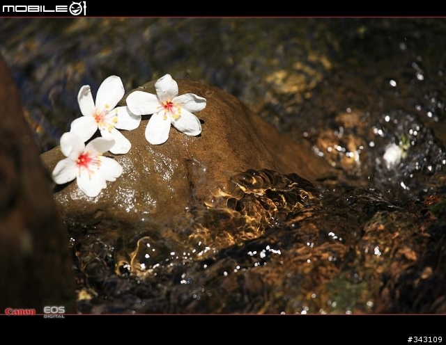 Canon 遇見油桐花