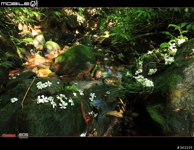 Canon 遇見油桐花