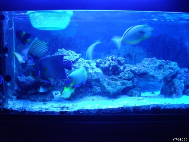 【分享】熱帶魚..鸚鵡..兔子