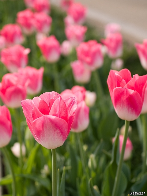 E1 PL25mm 芝加哥五月鄰居花園隨拍