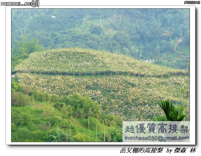 開包文_用心呵護的高接梨