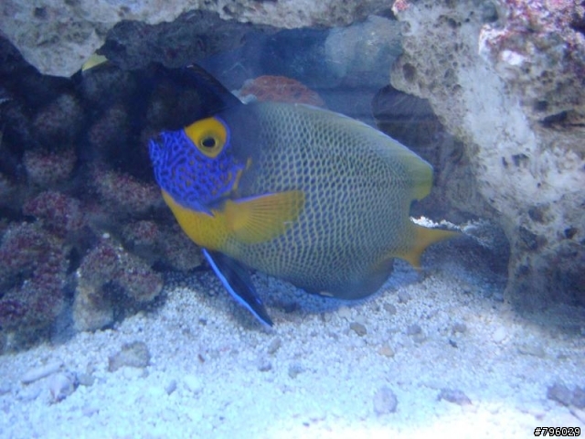 【分享】熱帶魚..鸚鵡..兔子