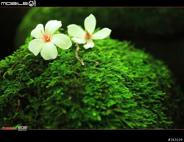 Canon 遇見油桐花