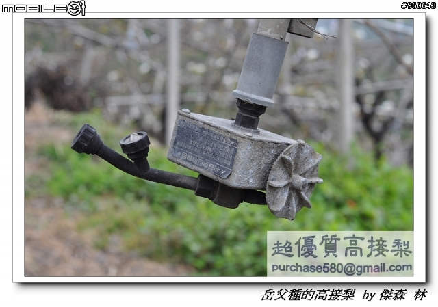 開包文_用心呵護的高接梨