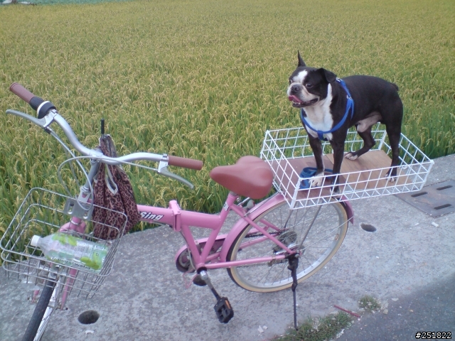 分享胖狗的腳踏車籃