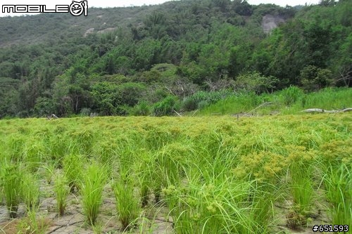 20090525南化大地谷探秘