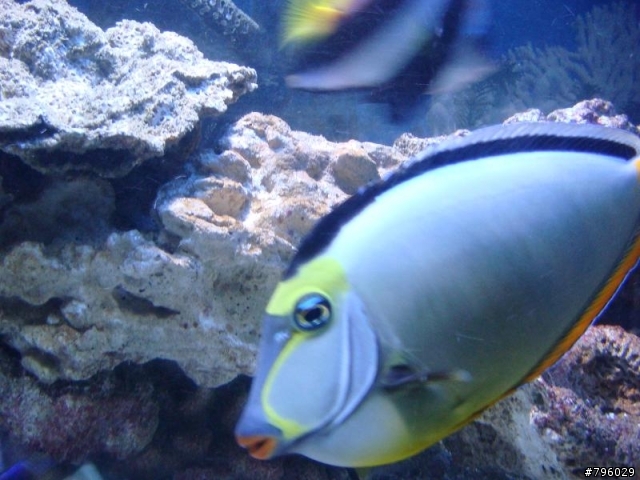 【分享】熱帶魚..鸚鵡..兔子