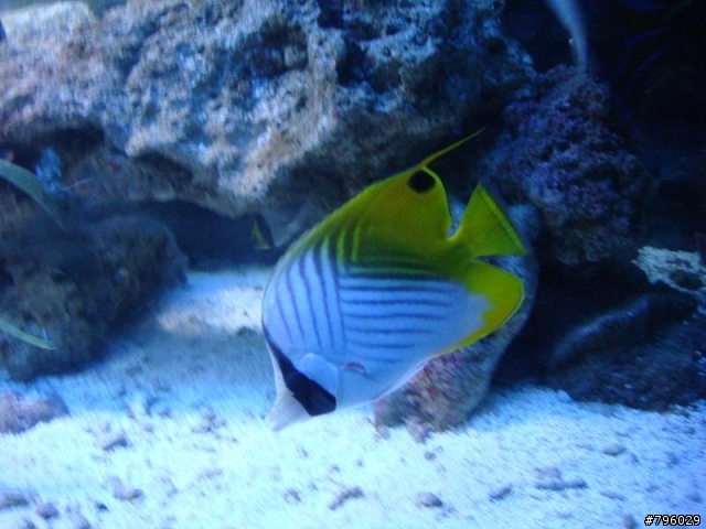 【分享】熱帶魚..鸚鵡..兔子