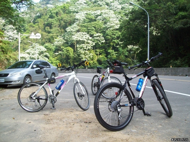 [遊記分享]騎車賞桐趣