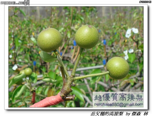 開包文_用心呵護的高接梨