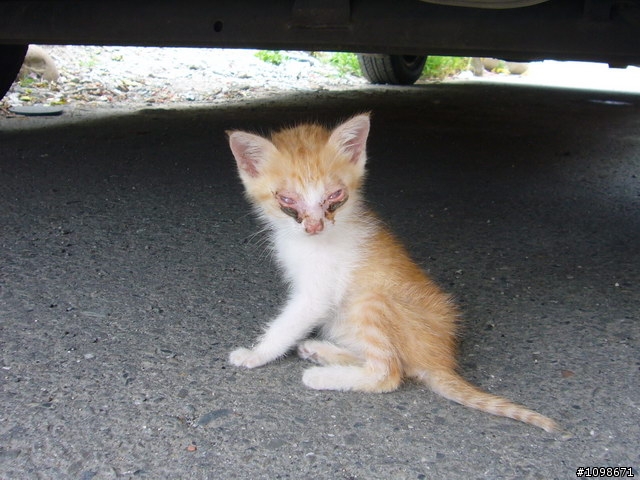 ［純分享］小羅之大內南瀛天文教育園區吃吃喝喝團～凡骨篇