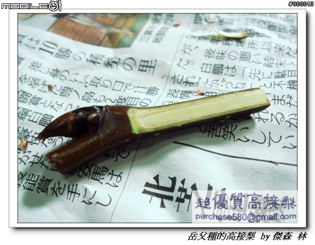 開包文_用心呵護的高接梨
