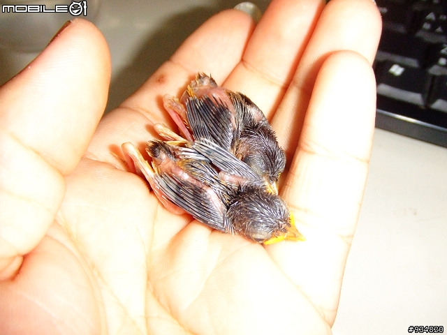 貼一些鳥鳥
