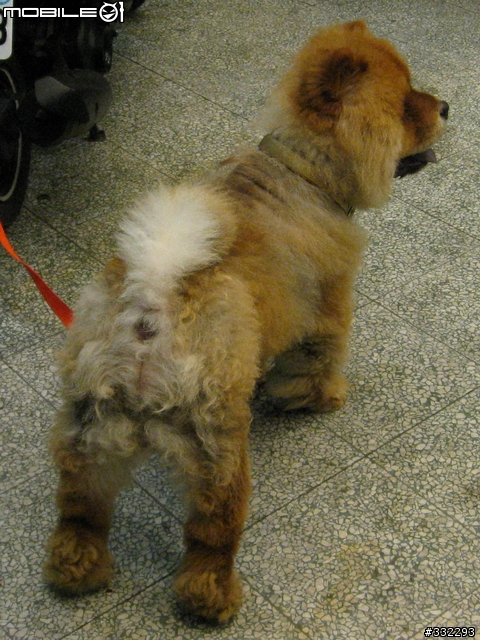 [桃園]走失的鬆獅犬～桃園市桃鶯路<6/15已被領養>