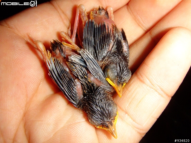 貼一些鳥鳥