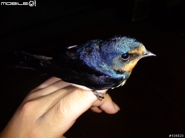 貼一些鳥鳥