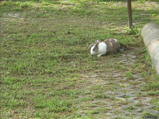 苗栗明德水庫環湖 , 外加水舞煙火秀