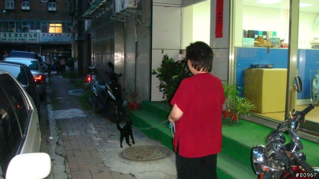 遛貓?