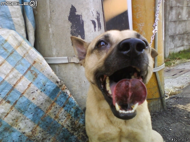 與大家分享我家的狗狗