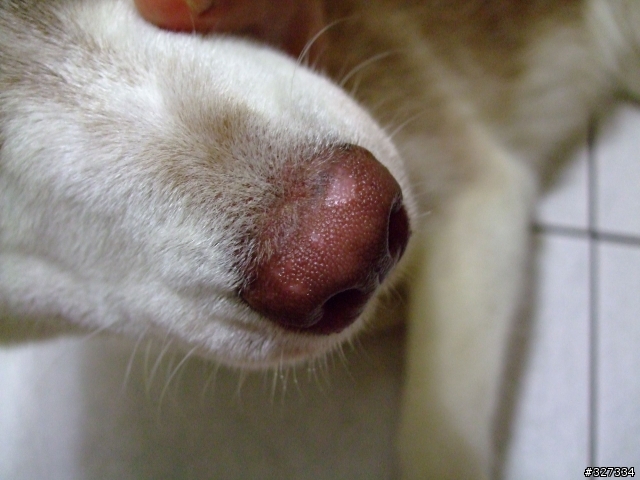 狗的鼻子