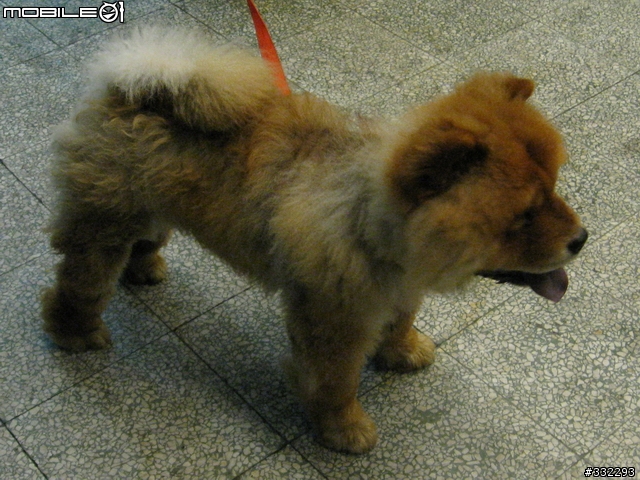 [桃園]走失的鬆獅犬～桃園市桃鶯路<6/15已被領養>
