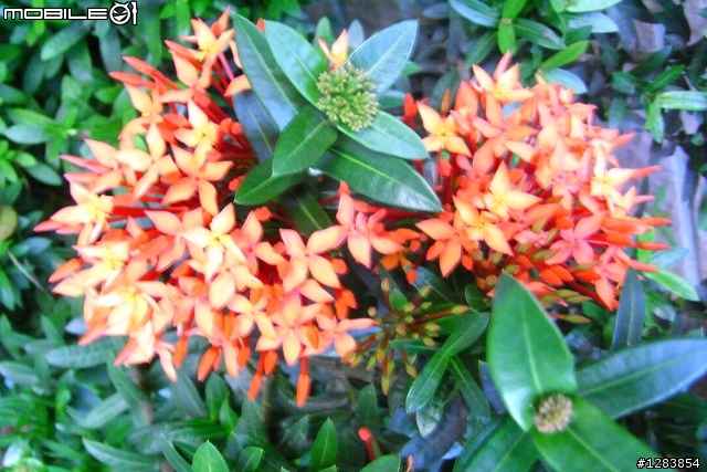 園藝達人，請問這株小紅花的品種?