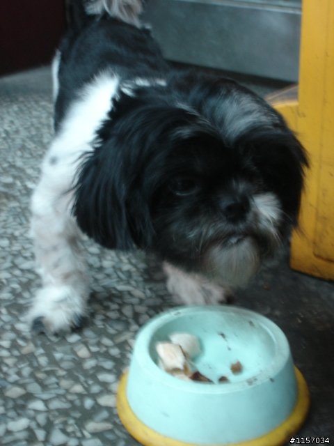 (急)協尋失蹤愛犬!!(毛色黑白相間的西施犬)