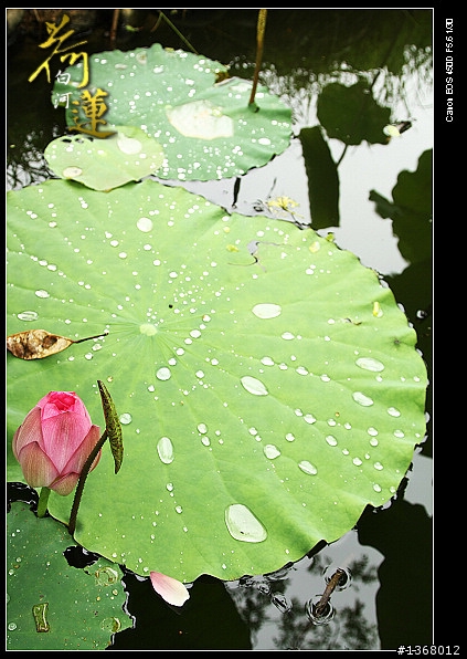 端午之白河蓮花