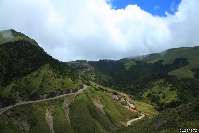 高山杜鵑，想拍要快喔！