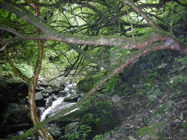 西坑越嶺  (探勘篇)