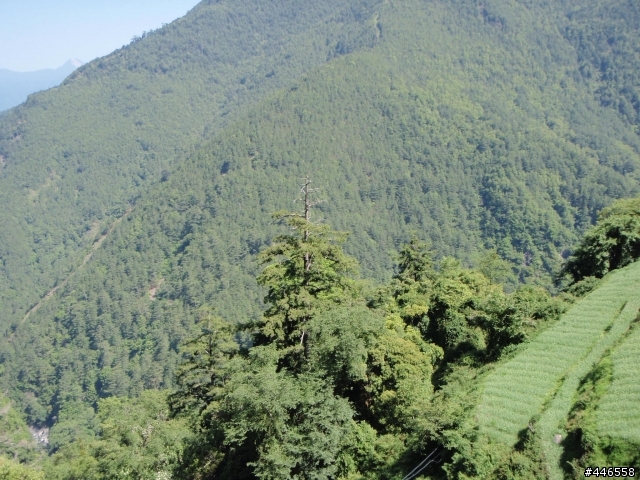 二橫一豎公路遊(走北橫往梨山到武嶺下埔里)5/28~5/30