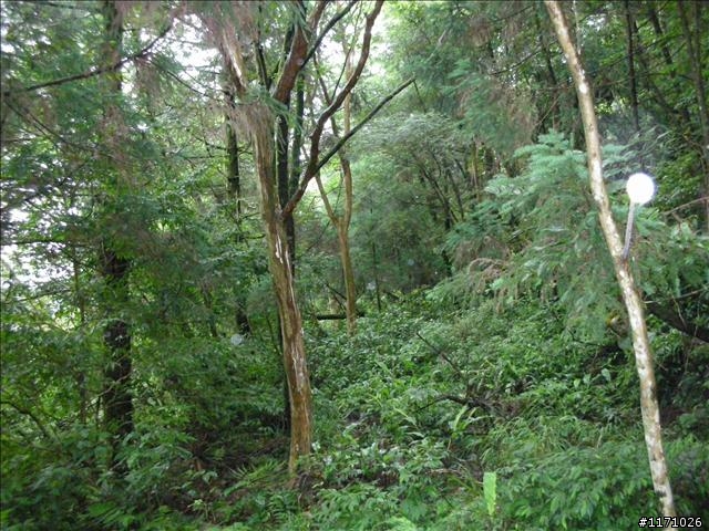 西坑越嶺  (探勘篇)