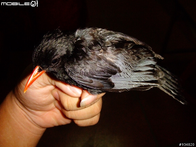 貼一些鳥鳥