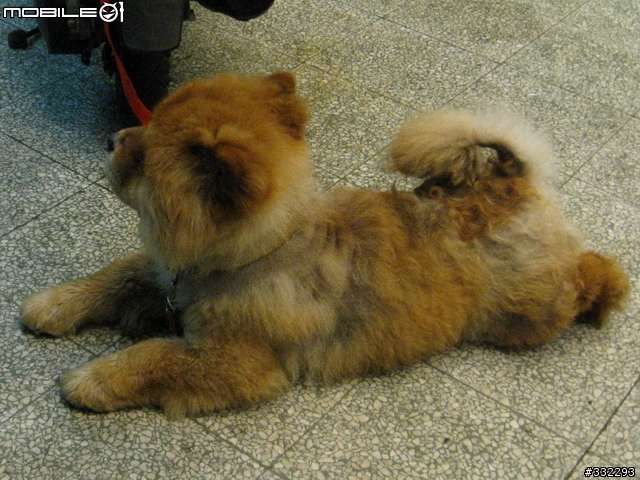 [桃園]走失的鬆獅犬～桃園市桃鶯路<6/15已被領養>