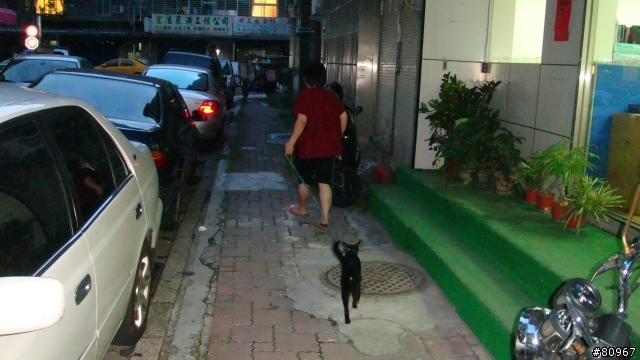 遛貓?