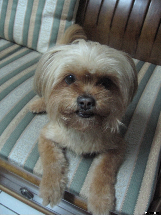 (協尋)6/12晚上7點國父紀念館 金黃色小型犬走失><內有照片