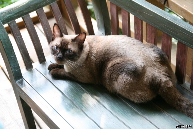 吃完皇家變黑貓