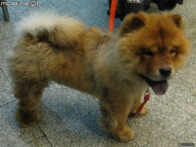 [桃園]走失的鬆獅犬～桃園市桃鶯路<6/15已被領養>