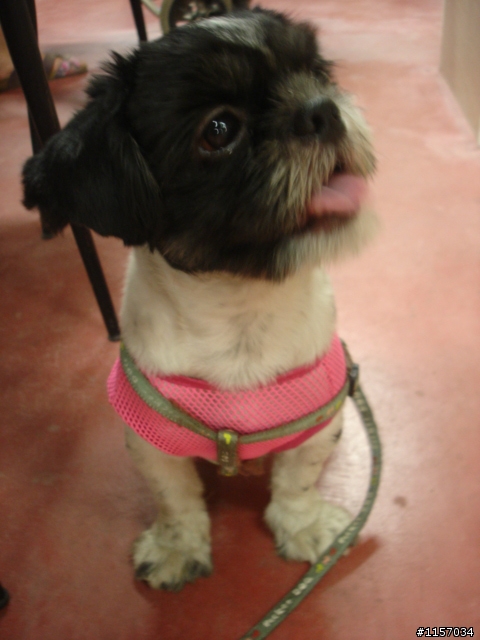 (急)協尋失蹤愛犬!!(毛色黑白相間的西施犬)