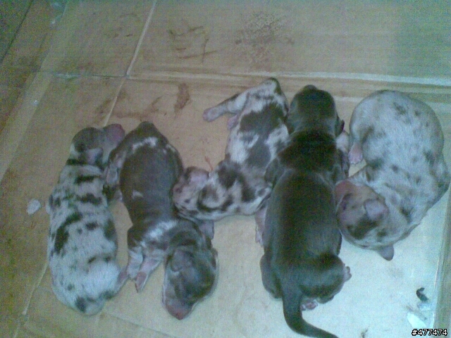 我家臘腸生了 分享一下^^