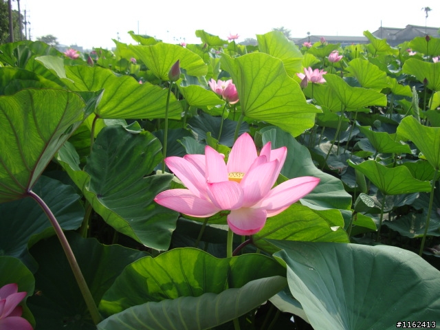 蓮花盛開季節-白河之旅