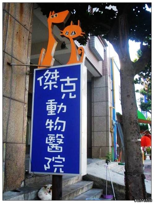 [認養] 三歲可愛牛頭梗(賤狗咆)大牛免費認養喔!