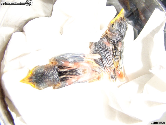 貼一些鳥鳥