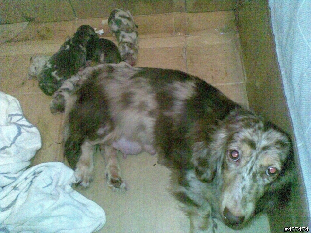 我家臘腸生了 分享一下^^