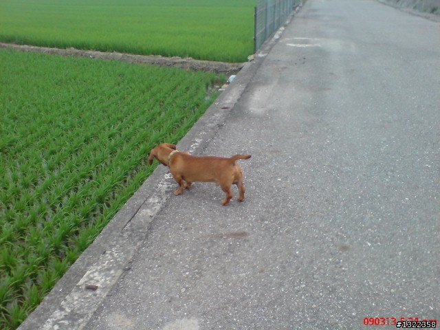 臘腸簽到處,把愛犬秀出來吧!