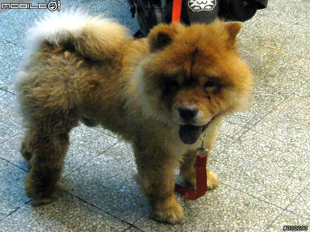 [桃園]走失的鬆獅犬～桃園市桃鶯路<6/15已被領養>