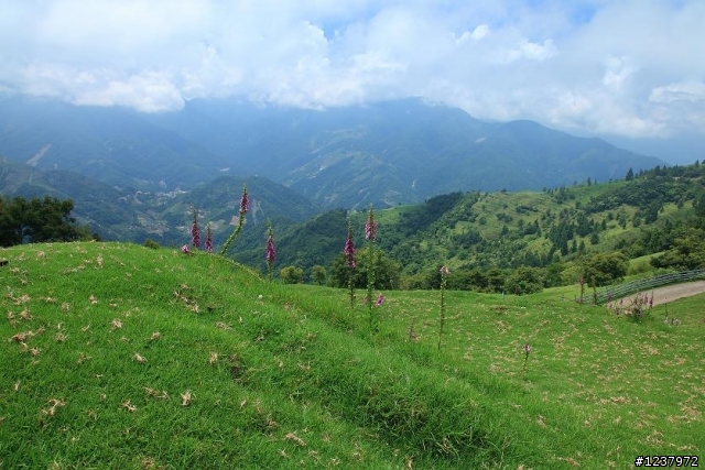 高山杜鵑，想拍要快喔！