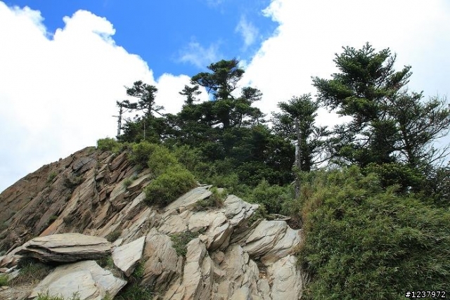 高山杜鵑，想拍要快喔！