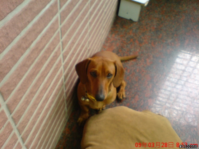 臘腸簽到處,把愛犬秀出來吧!