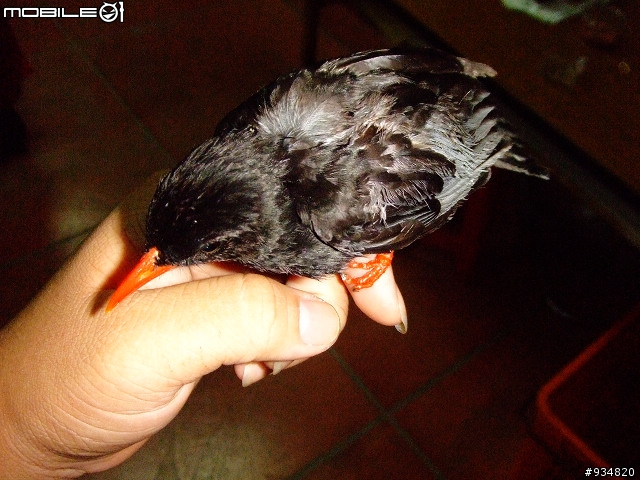 貼一些鳥鳥